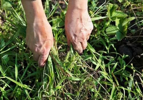 hand weeding