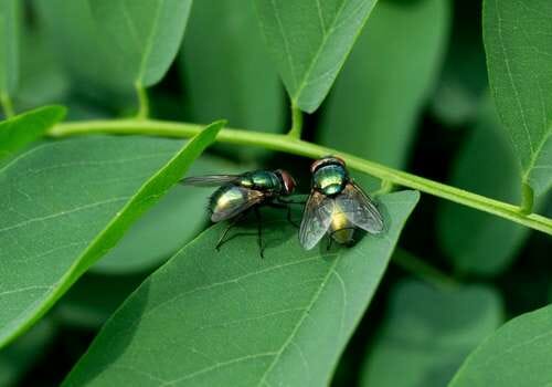 try these easy and non toxic way to kill flies
