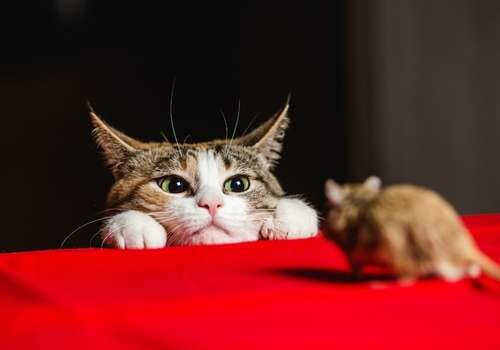 working cat to eliminate rats