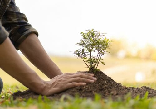 plant a tree outdoors