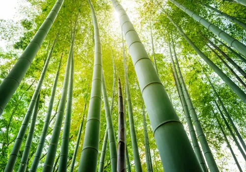 2. example of a bamboo forest