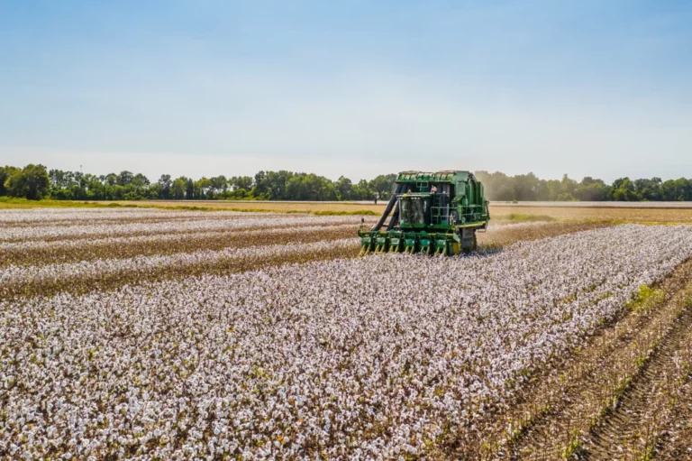 cotton vs organic cotton: which is better?